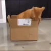 Gatos más gatos 18