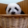 Pandas Mov 18