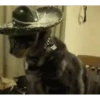 Gatos más gatos 19