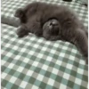 Gatos más gatos 20