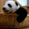 Pandas Mov 21