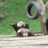 Pandas Mov 22