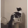 Gatos más gatos 21