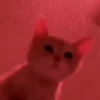 Gatos más gatos 22