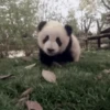 Pandas Mov 23