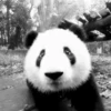 Pandas Mov 24