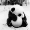Pandas Mov 25