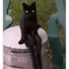 Gatos más gatos 23
