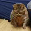 Gatos más gatos 24