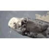 Random Cute Animals 25