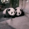 Pandas Mov 26