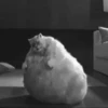 Cats, kittens ️ 20