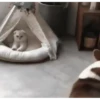 Gatos más gatos 25