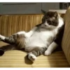 Gatos más gatos 26
