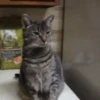 Cats, kittens ️ 22