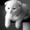 Cats, kittens ️ 23