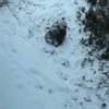 Pandas Mov 27