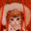 Cats, kittens ️ 24