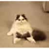 Gatos más gatos 27