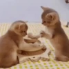 Cats, kittens ️ 26