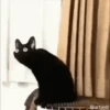 Gatos más gatos 29