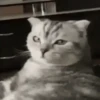 Cats, kittens ️ 27