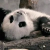 Pandas Mov 29