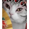 Cats, kittens ️ 28