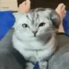 Cats, kittens ️ 29