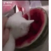 Gatos más gatos 30
