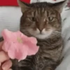 Cats, kittens ️ 30