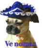 Perros cool 7