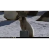 Animales Animados 1 10