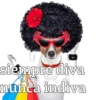 Perros cool 13