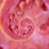 Hypnotic fruits 11
