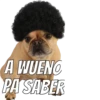 Perros cool 18