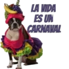 Perros cool 19