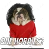 Perros cool 21