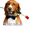 Perros cool 24