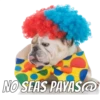 Perros cool 25