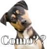 Perros cool 26