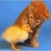 Animales Animados 1 20