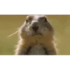 Animales Animados 1 21
