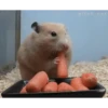 Animales Animados 1 27