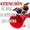 Perros cool 27