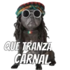 Perros cool 30