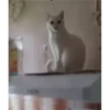 CatSticker 6