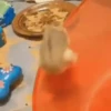 Hámsters en Mov 2. 5