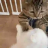 Michis-Cat 1 Movi 5