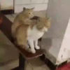 Michis-Cat 1 Movi 6